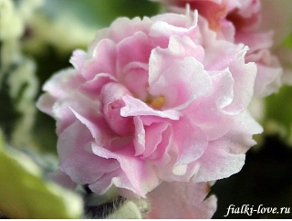 Фиалка ЛЕ-Английская Роза