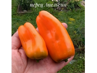 Перец Апельсин. купить в интернет-магазине Елены Бетанели