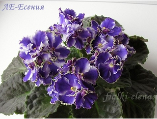 Кликните для увеличения изображения